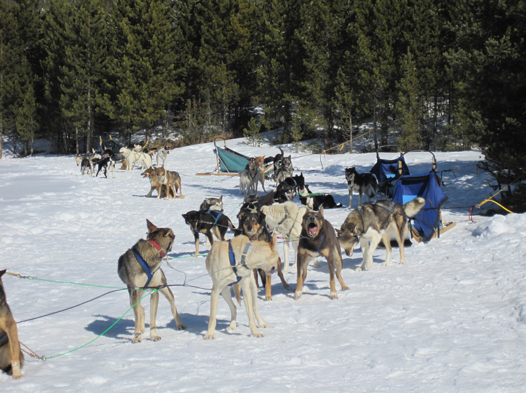 Spirit of the North Sled Dog Adventures景点图片