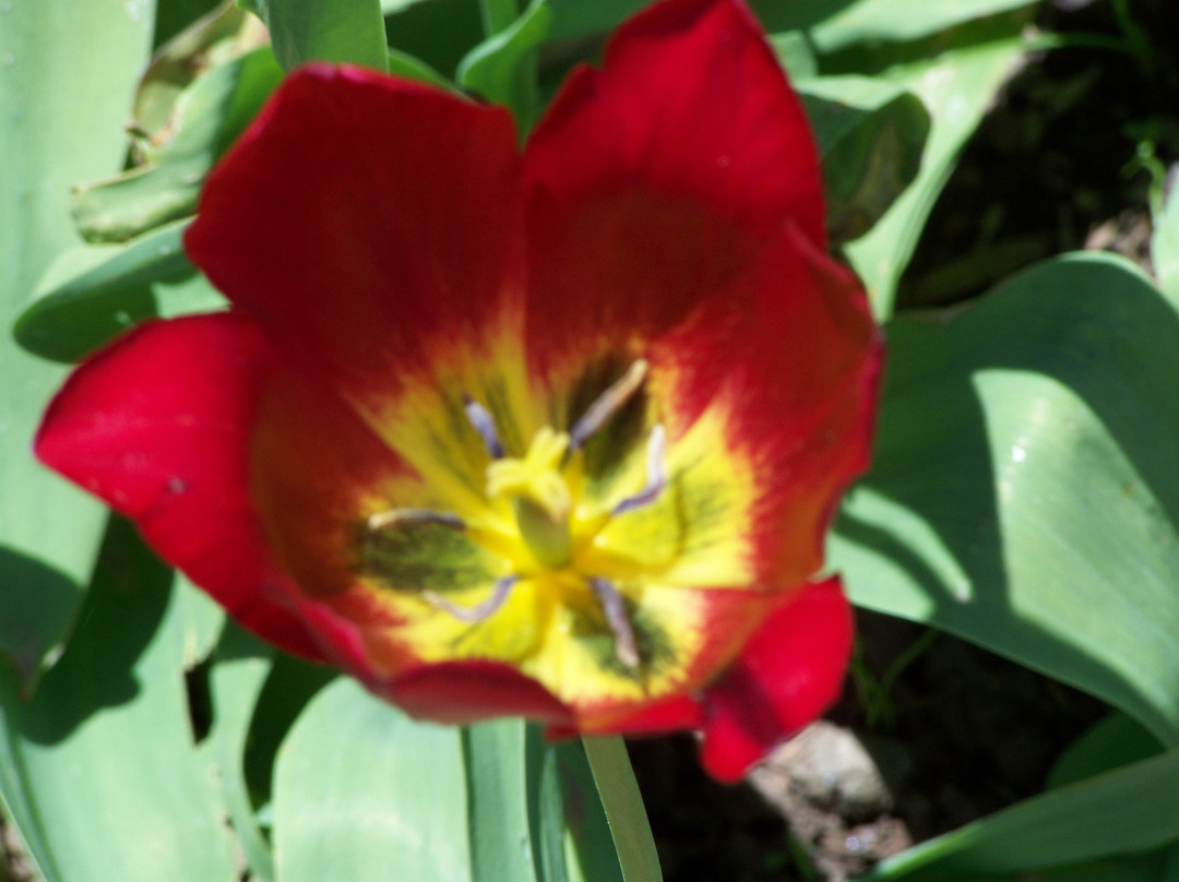 Yampa River Botanic Park-斯廷博特斯普林斯必去景点