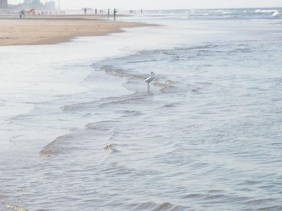 Beach at Daytona Beach景点图片