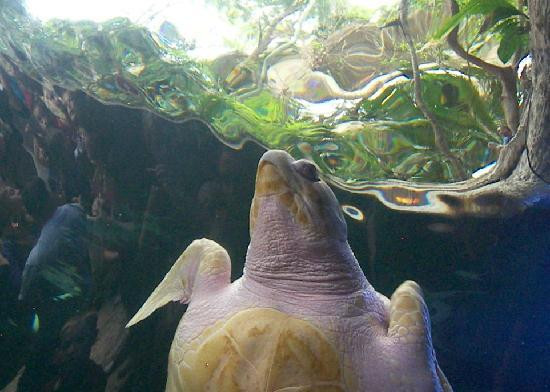 达拉斯世界水族馆-达拉斯必去景点