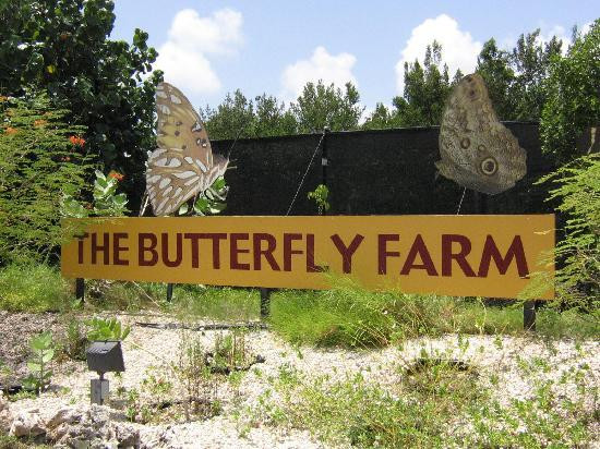 The Butterfly Farm景点图片