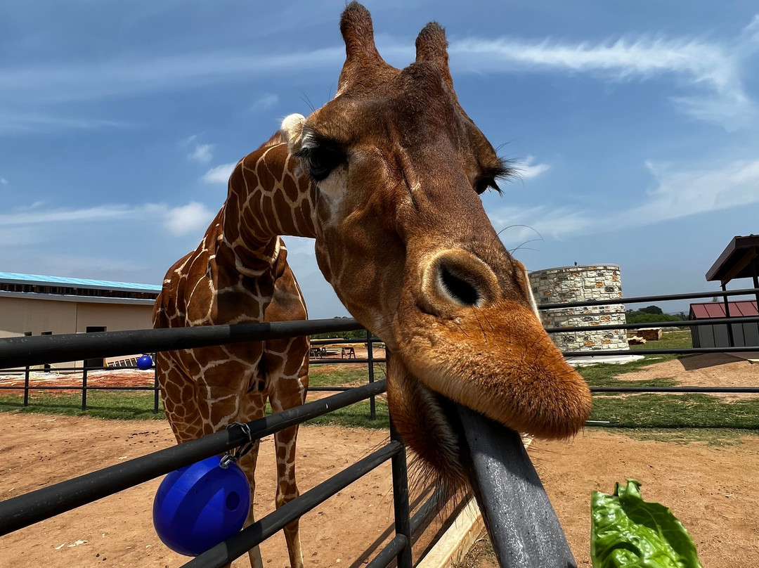 Absolute Charm Wine Tours-弗雷德里克斯堡必去景点