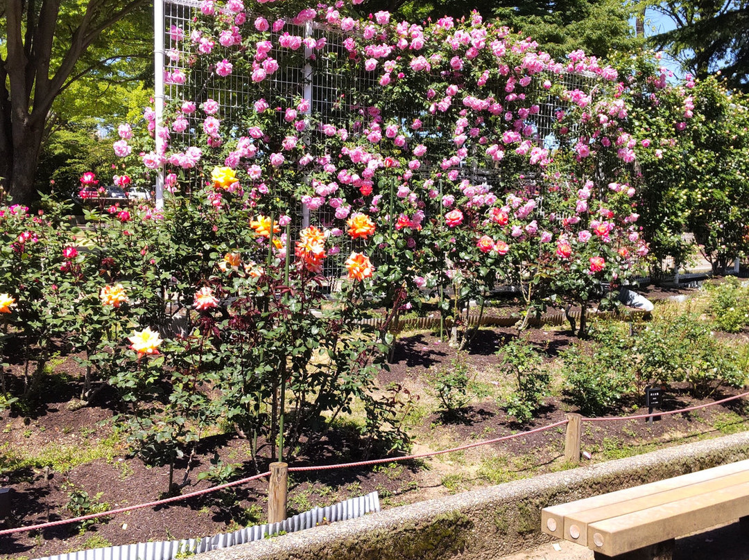 Togashi Rose Garden景点图片