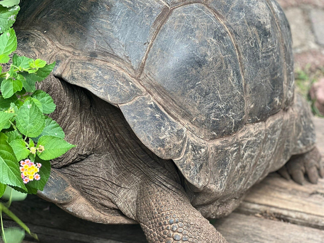 The Wall Tours-桑给巴尔岛必去景点