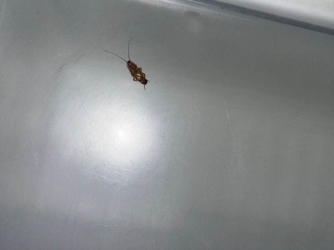 Red Roof Inn & Suites Pensacola East - Milton主图