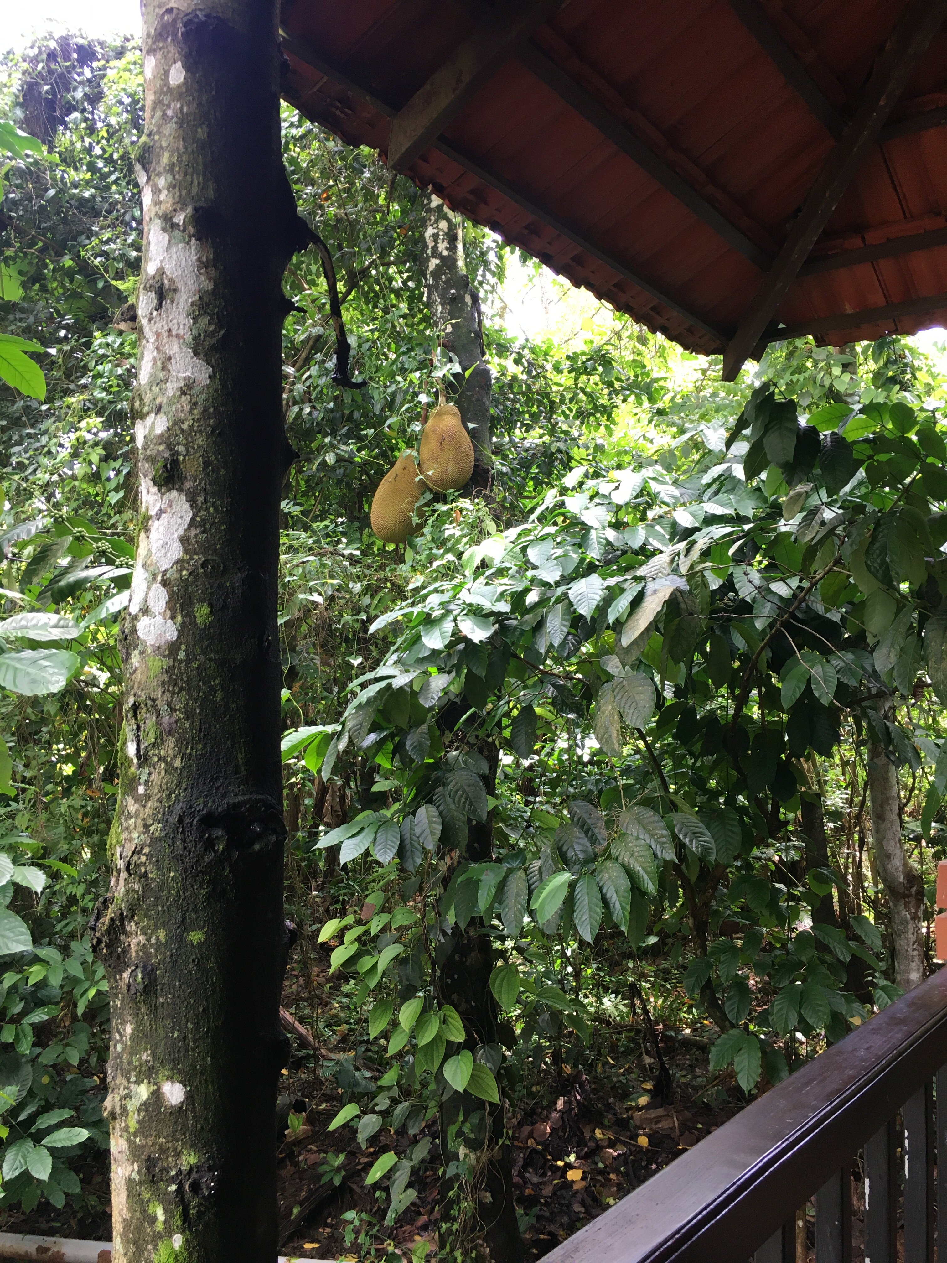 Raindrops Resorts-酒店景观