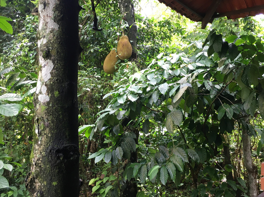 Raindrops Resorts主图