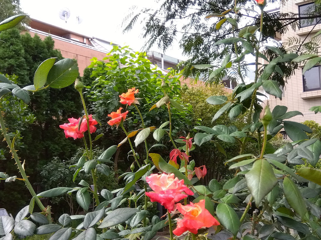 Nemunoki Garden-品川区必去景点