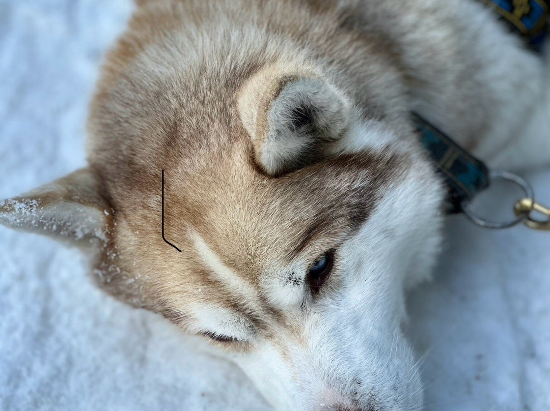 Kananaskis Outfitters-卡那那斯基斯必去景点