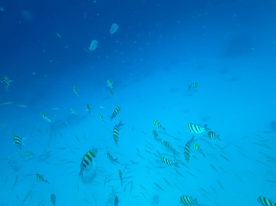 Zan Isaac Tours-桑给巴尔市必去景点