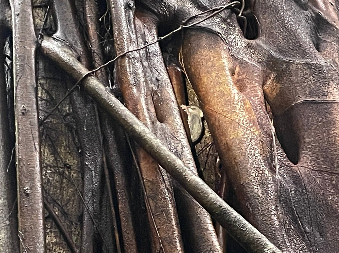 Tangkoko Wildlife Tour景点图片