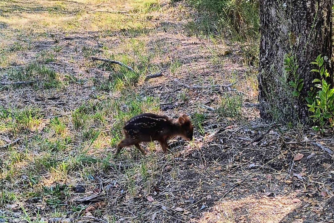 Chile Shore Tours-蒙特港必去景点