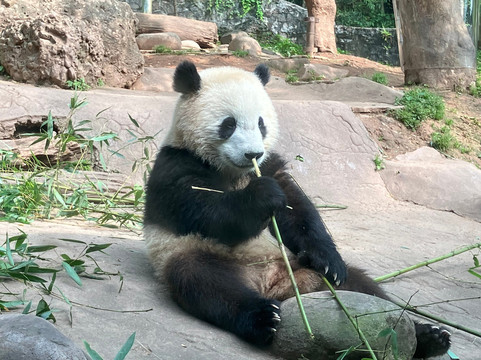 China Discovery Panda Volunteer-成都必去景点