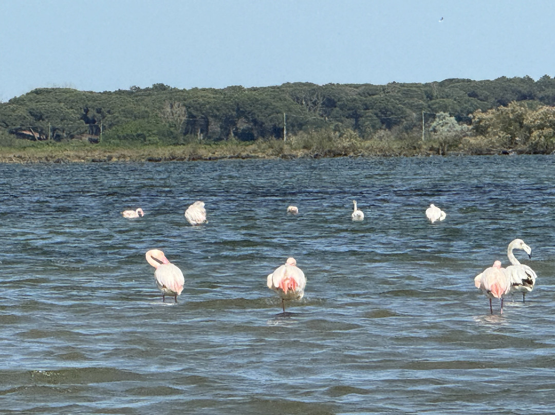 Birdwatching Marina Romea景点图片