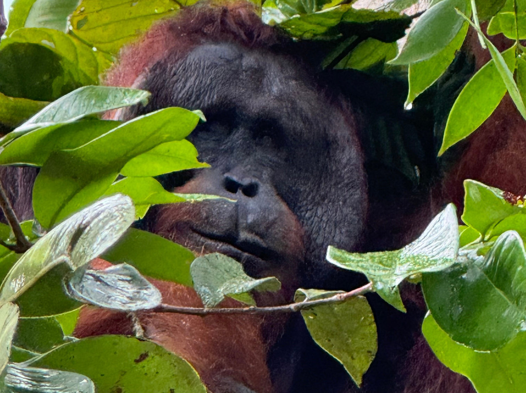 Orangutan tour - Varada Borneo-Pangkalan Bun必去景点