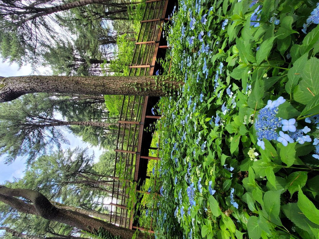 Gyeonggi-do Jatyanggi Purunsup-加平郡必去景点