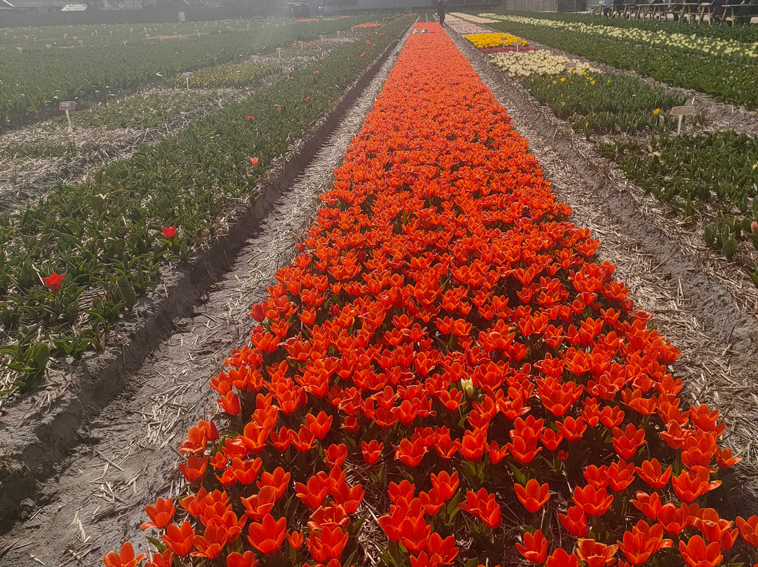 Flower Tours Holland景点图片