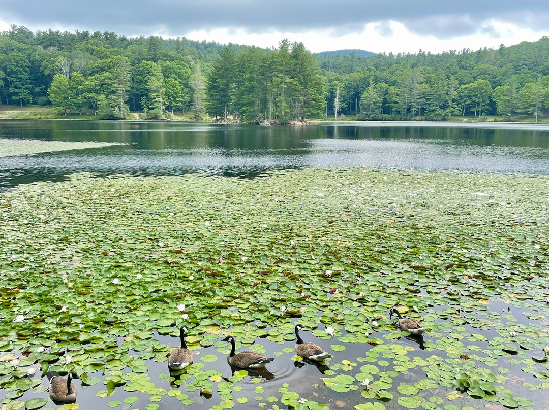 Bass Lake景点图片