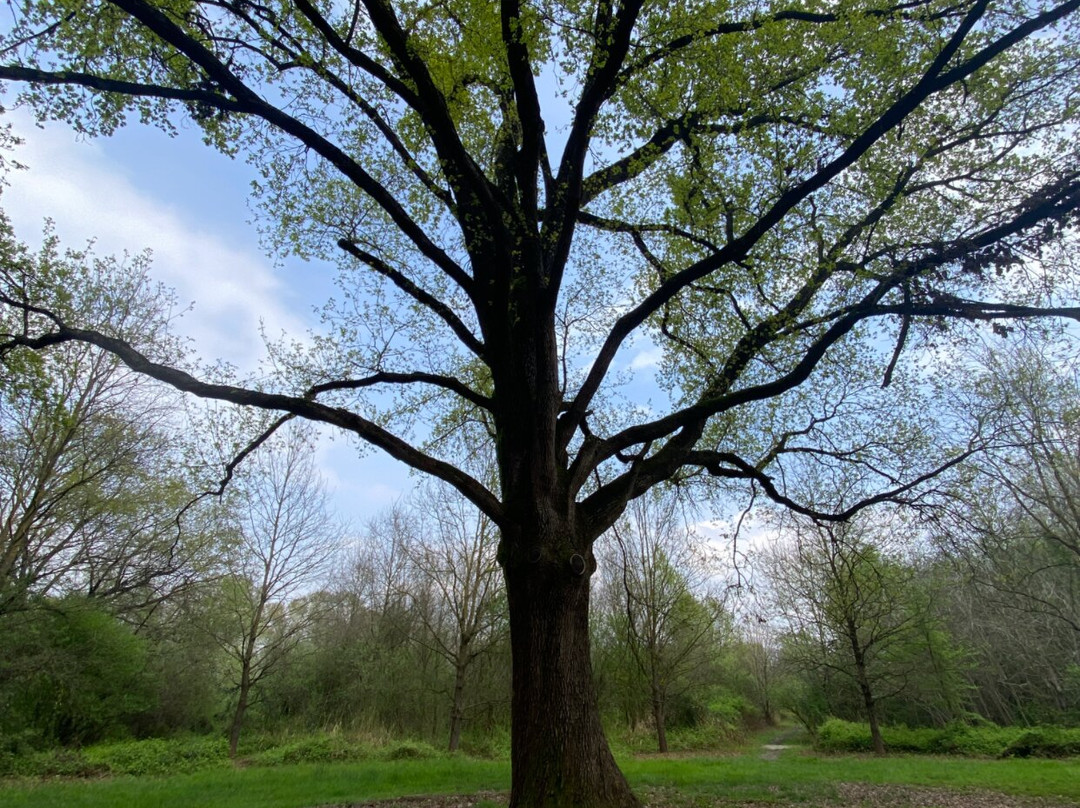 Parco Naturale Regionale del Fiume Sile-特雷维索必去景点