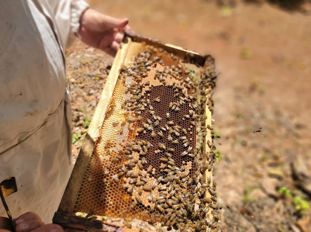 Manuel Antonio Bee Farm Tour景点图片