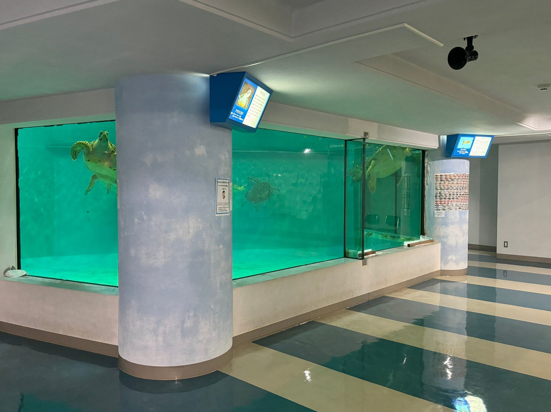 Sea Turtle Museum of Kumejima景点图片