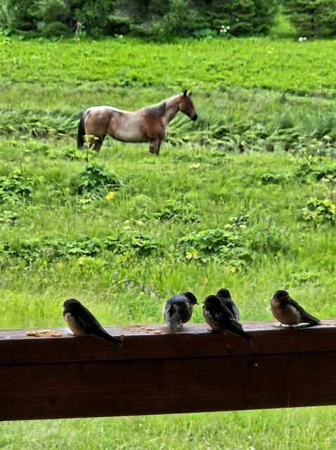 Annie Mae Lodge主图