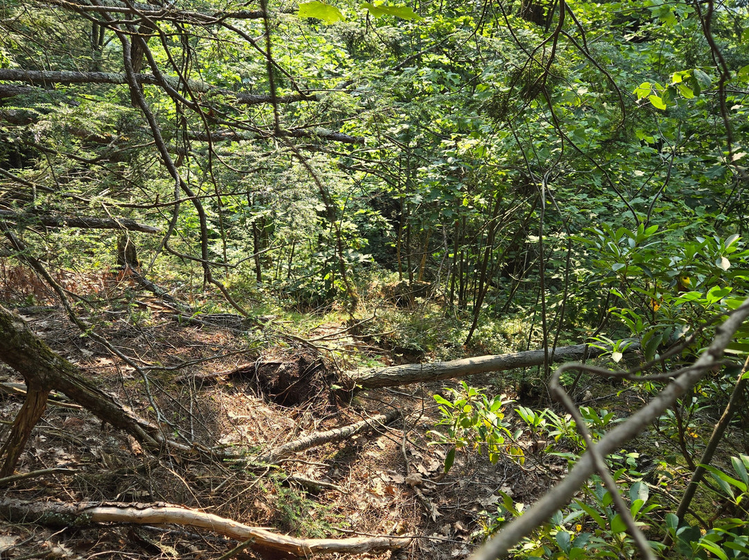 Mass Audubon Pleasant Valley Wildlife Sanctuary景点图片