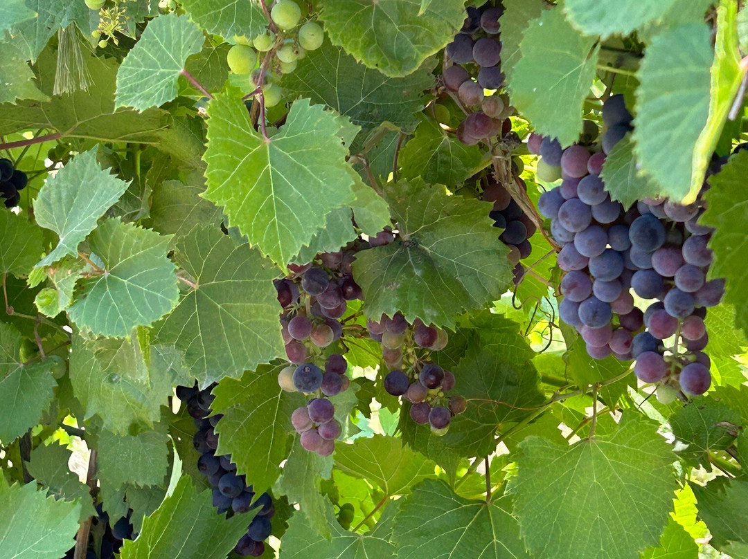 Feather River Vineyards-北普拉特必去景点