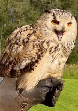 Strathblane Falconry-Strathblane必去景点