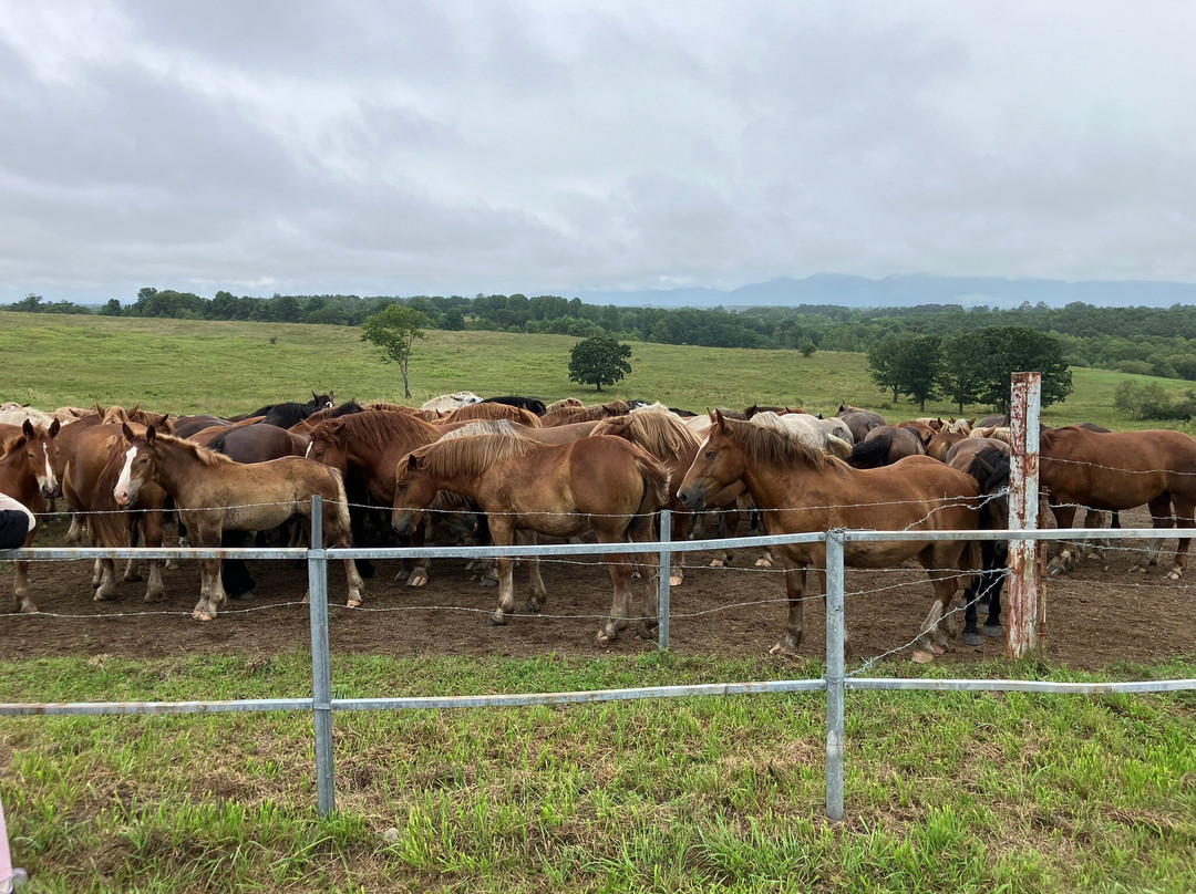 Tokachi Ranch-音更町必去景点