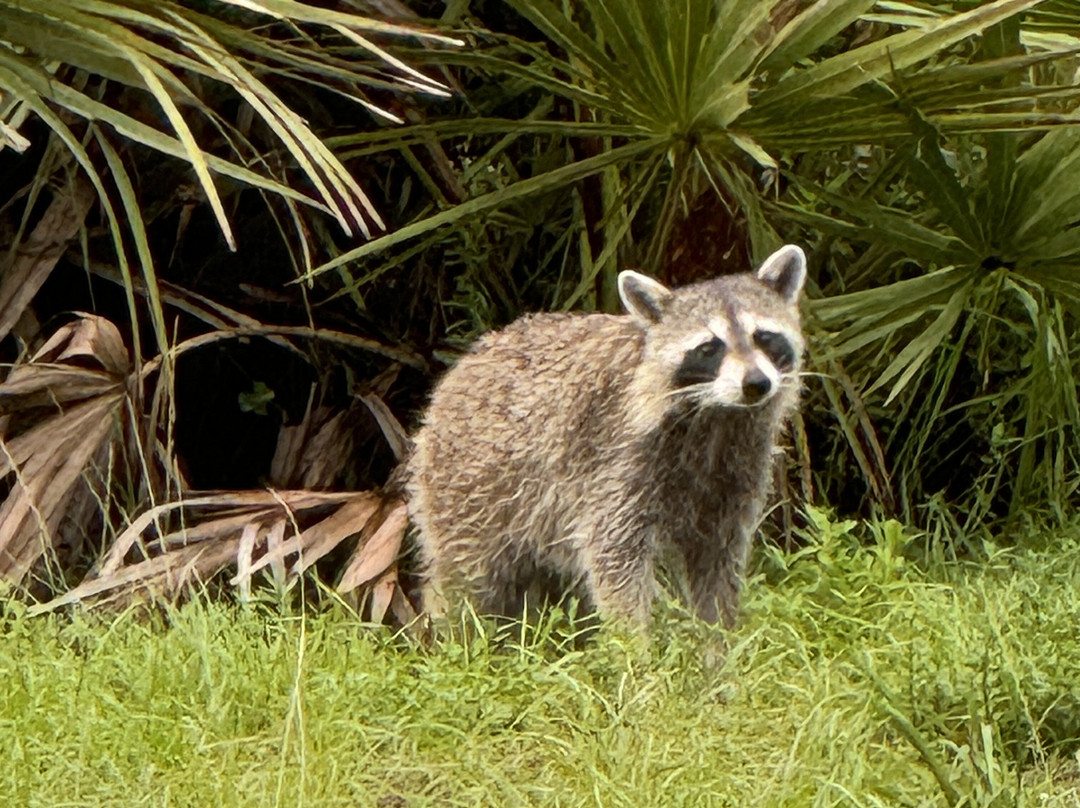 Kissimmee Prairie Preserve State Park-奥基乔比必去景点