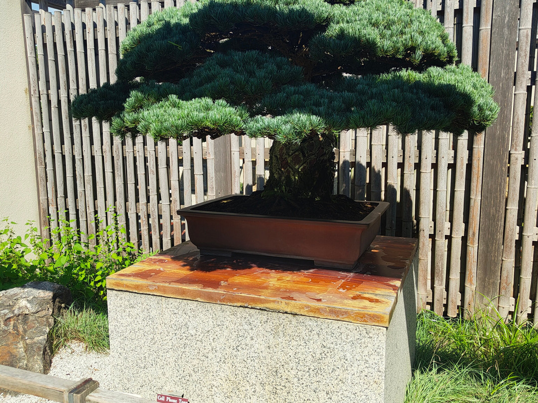 National Bonsai & Penjing Museum景点图片