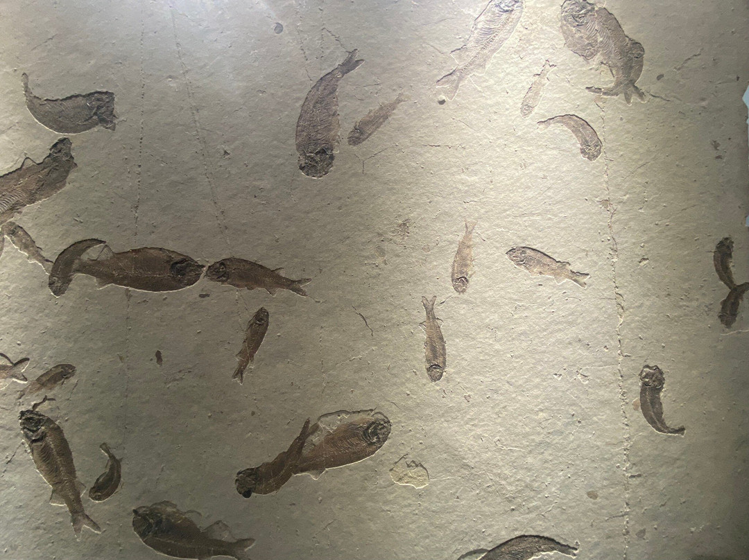 大连自然博物馆-大连市必去景点