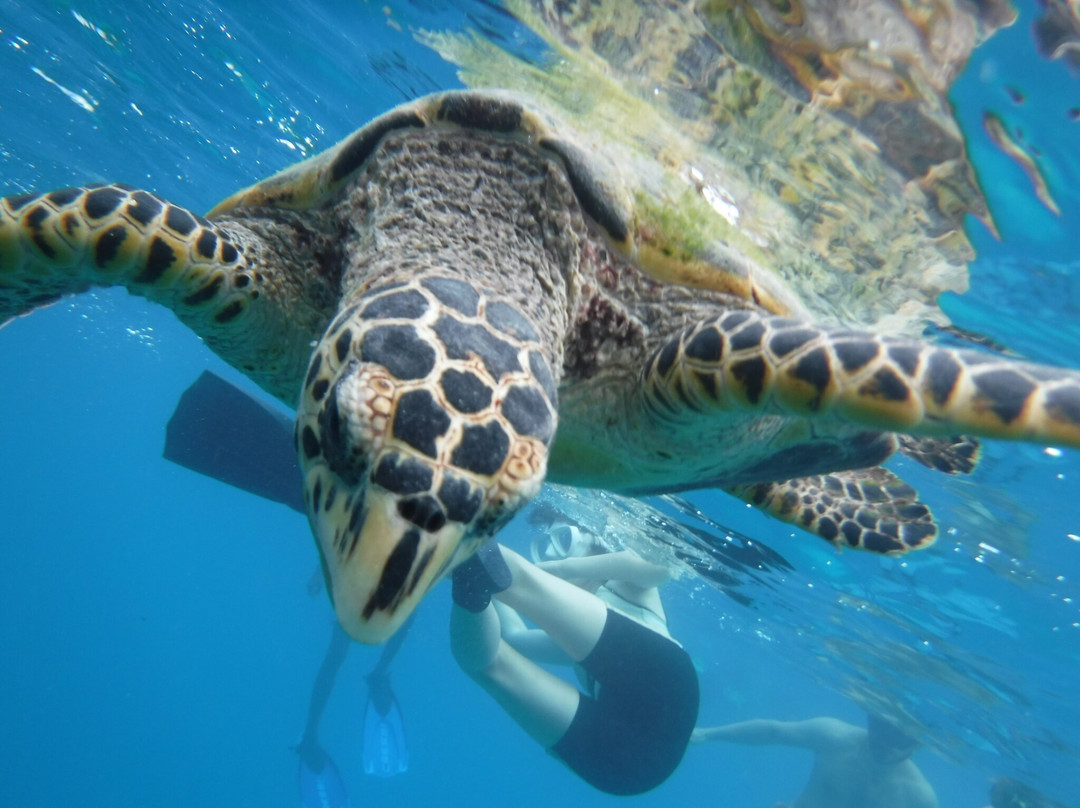Bubbles Diving Center-Gulhi Island必去景点