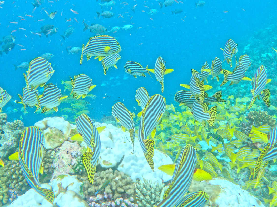 Ocean Dive Centre At Rangali景点图片
