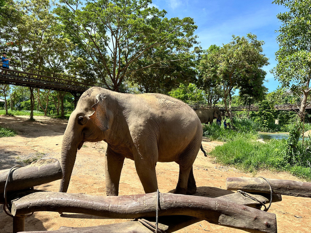 Samui Elephant Spa-苏梅岛必去景点