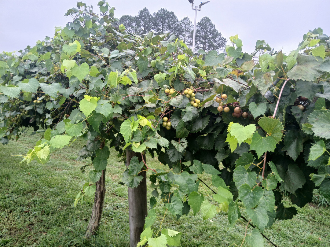 A Secret Garden Winery-Pikeville必去景点