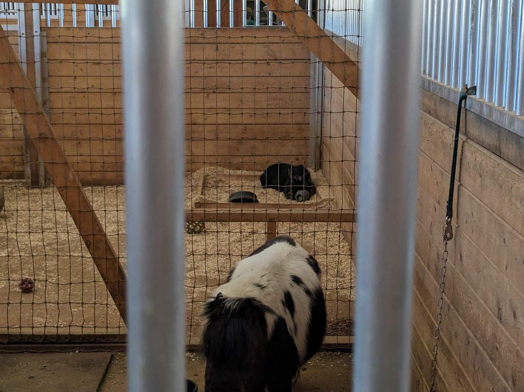 Alpine Acres Sanctuary Farm-Alpine必去景点