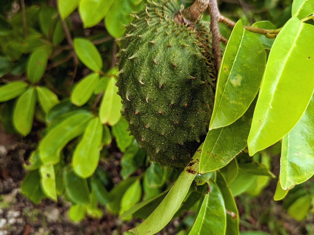 Ngozi Farm And Cultural Sanctuary-Swanns必去景点
