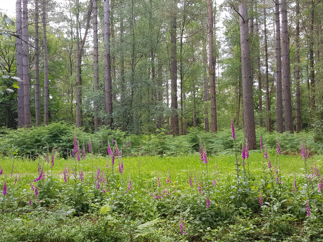 Alice Holt Forest景点图片