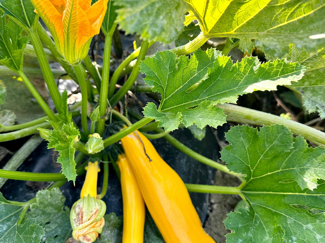 Emma Lea Farms-Delta必去景点