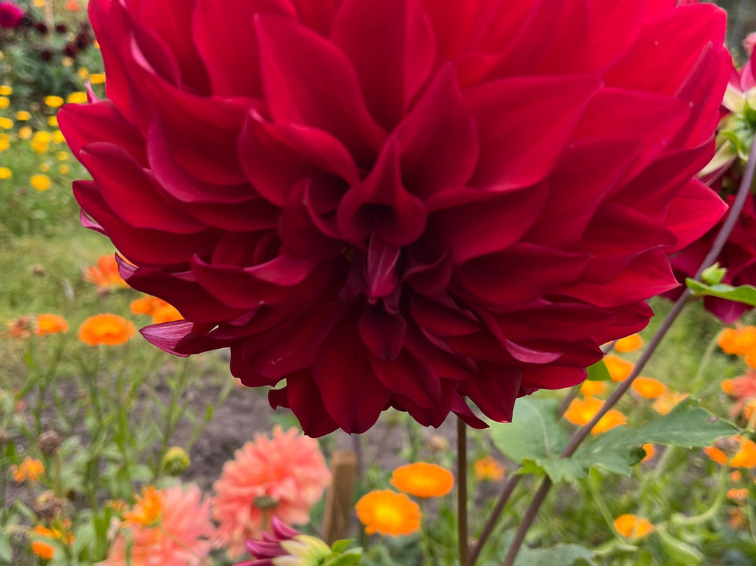 Geilston Garden-Dumbarton必去景点