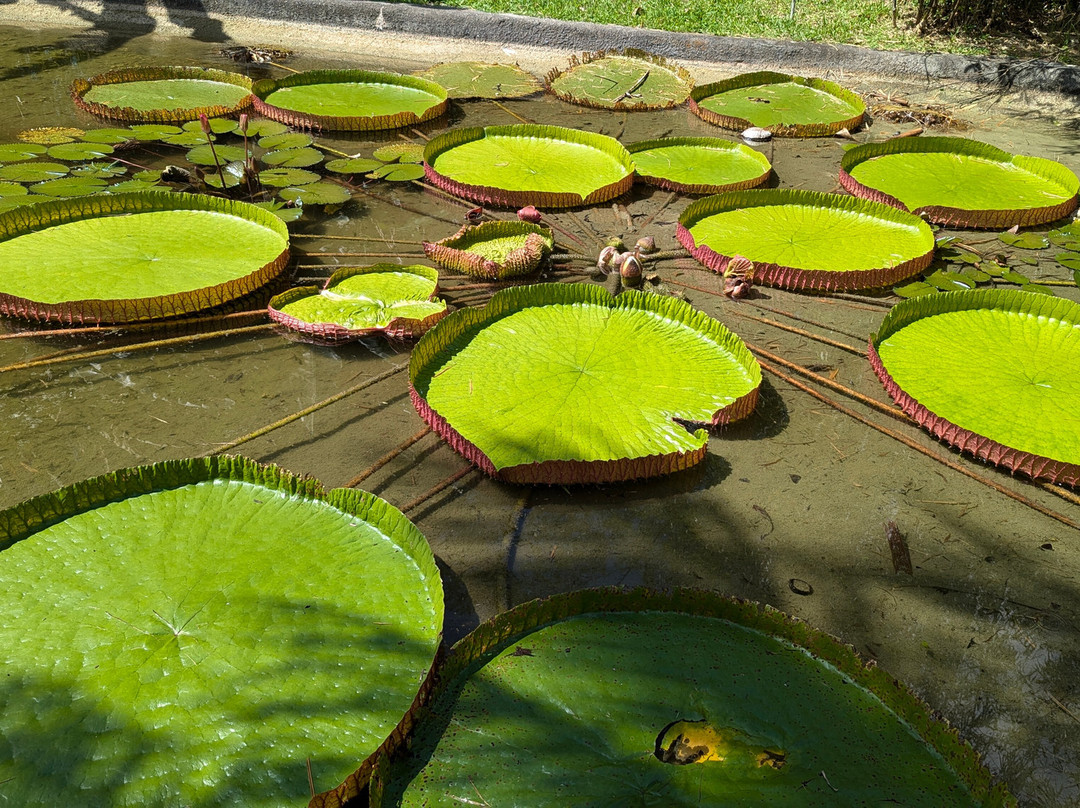 Fruit & Spice Park-霍姆斯特德必去景点