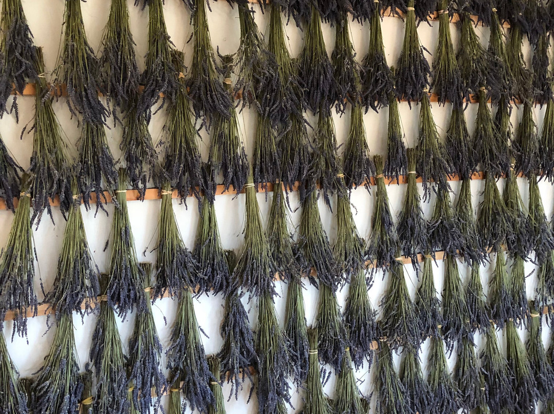 Yorkshire Lavender景点图片
