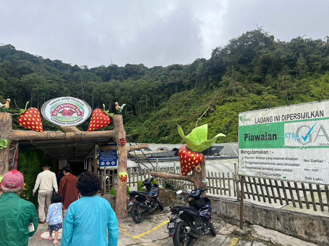 Big Red Strawberry Farm景点图片
