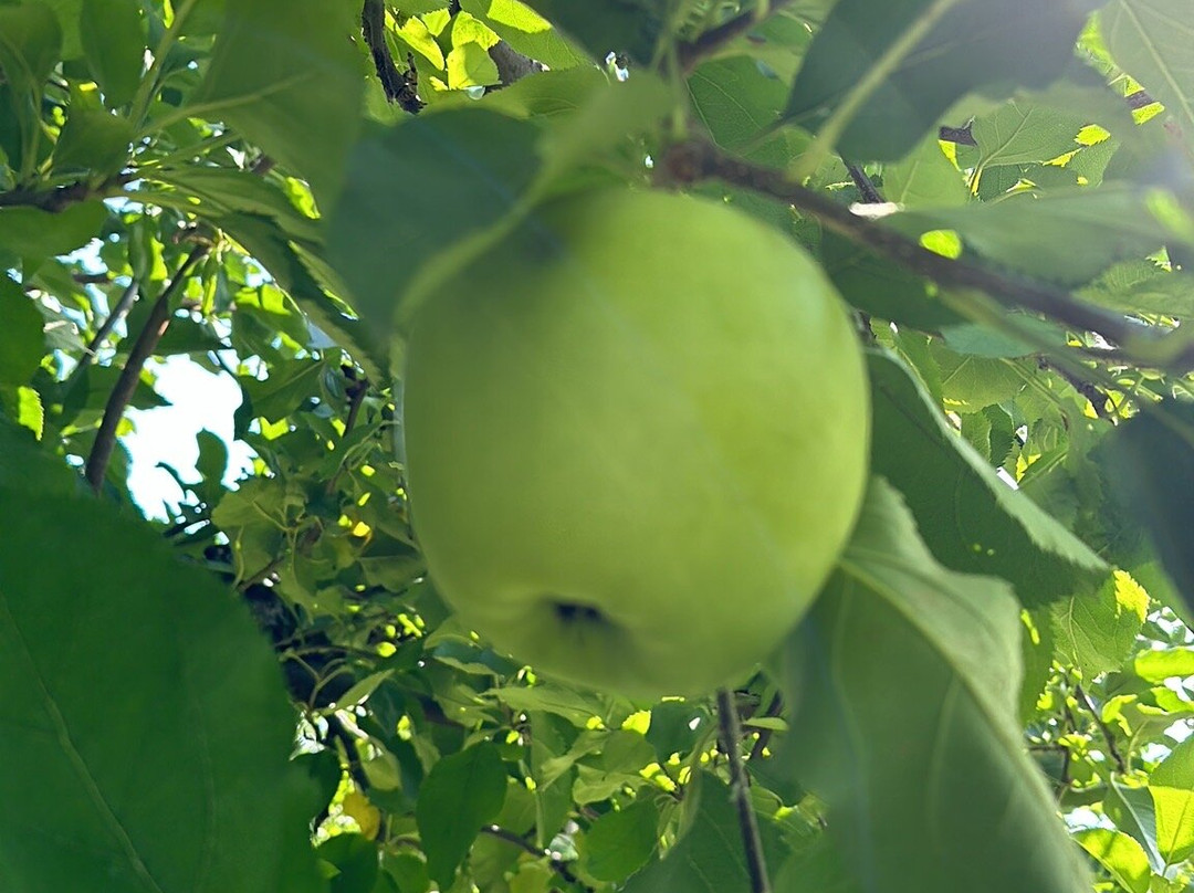 Masker Orchards景点图片