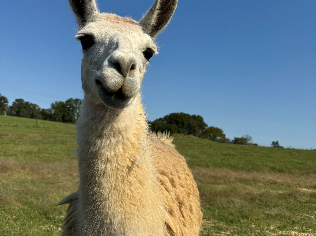 Safari Wild Animal Park and Preserve景点图片