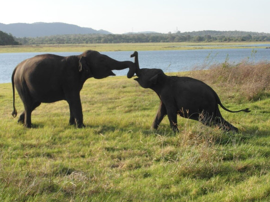Hai Sri Lanka Tours-科伦坡必去景点