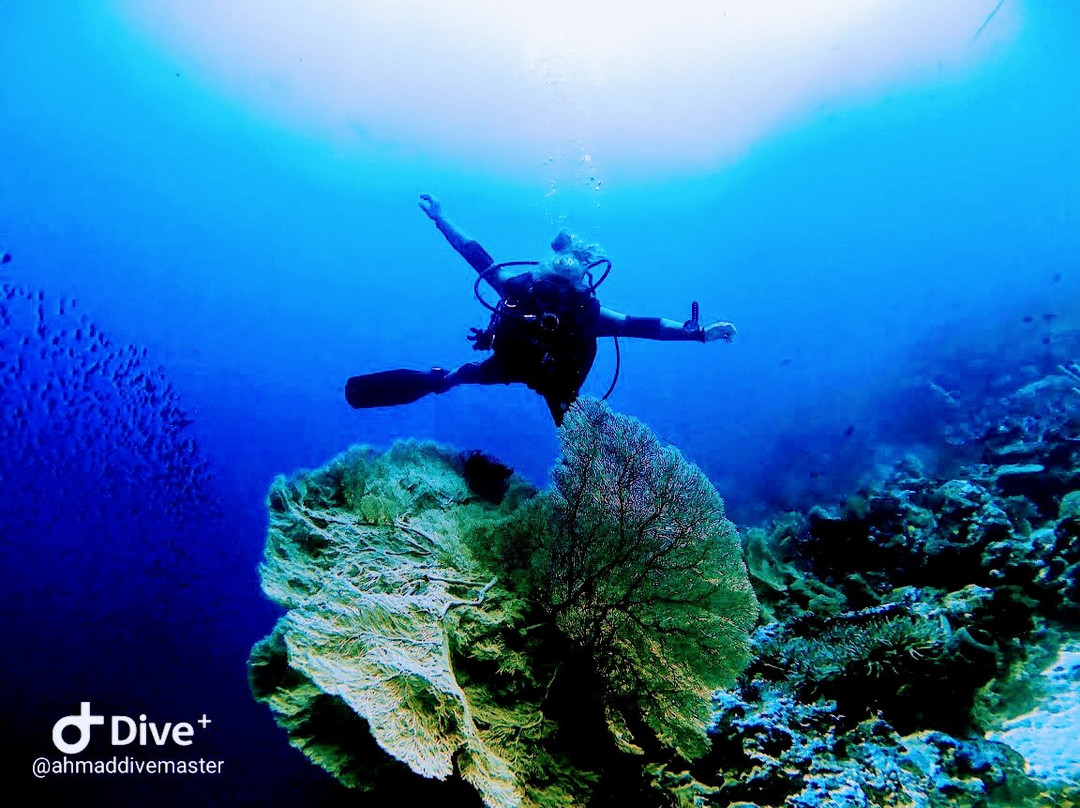 Wakatobi Marine Dive景点图片
