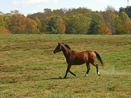 Horse Country-列克星敦必去景点